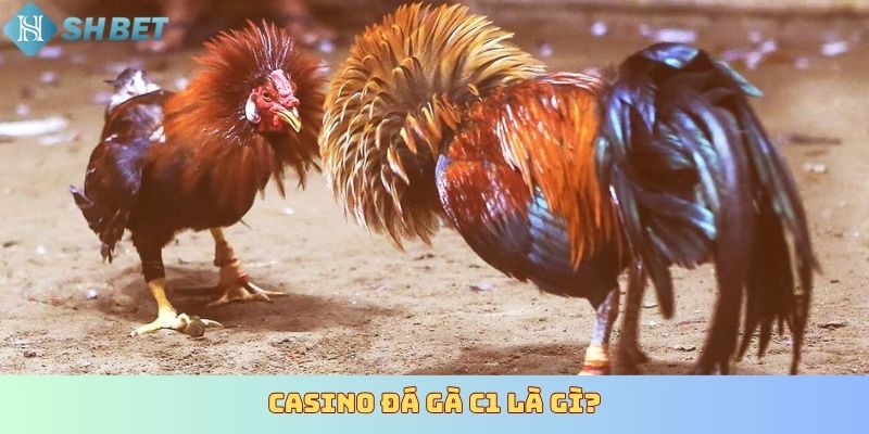 Casino đá gà C1 là gì?