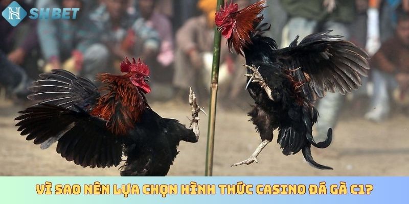 Vì sao nên lựa chọn hình thức Casino đá gà C1?