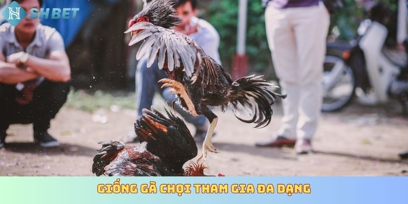 Giống gà chọi tham gia đa dạng