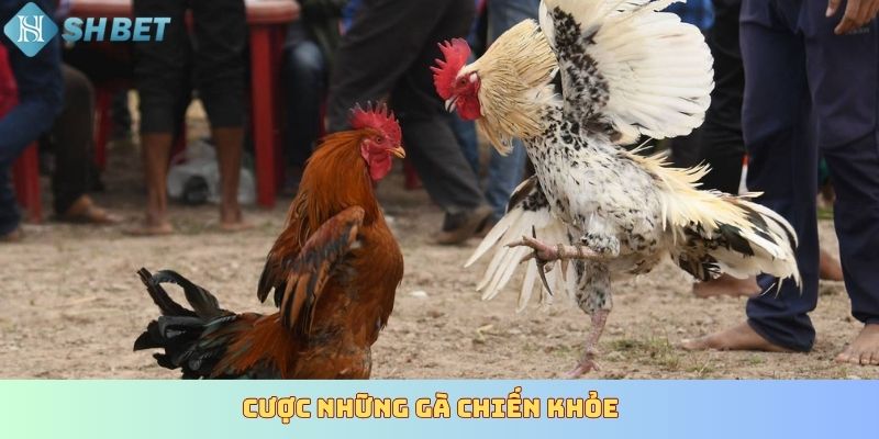 Cược những gà chiến khỏe
