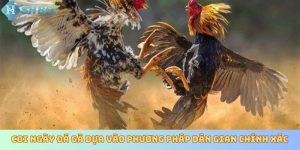 Coi ngày đá gà dựa vào phương pháp dân gian chính xác