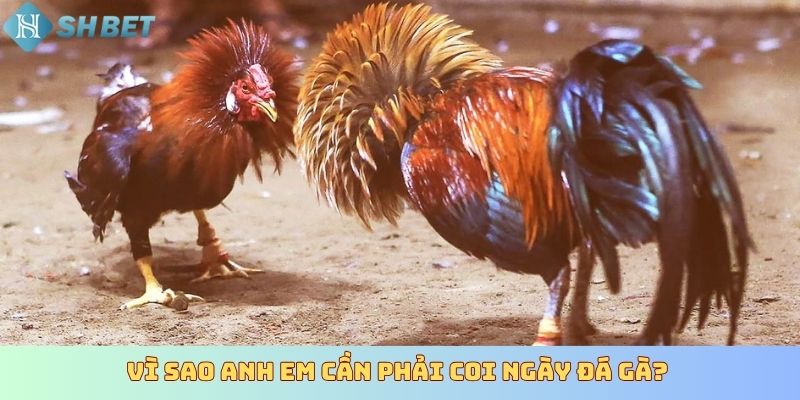 Vì sao anh em cần phải coi ngày đá gà?