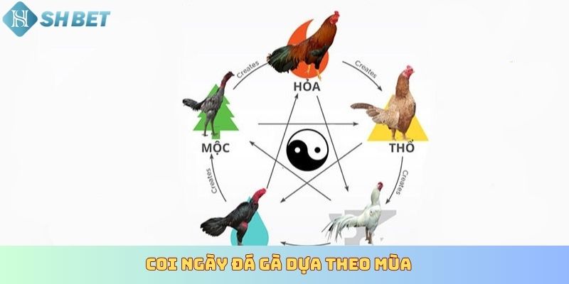 Phương pháp coi ngày đá gà dựa vào ngũ hành