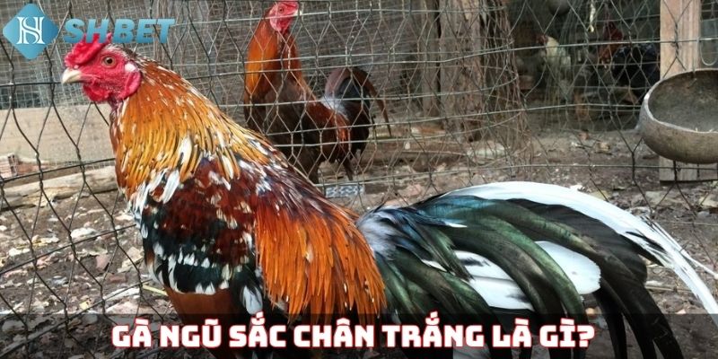 Gà ngũ sắc chân trắng là gì?