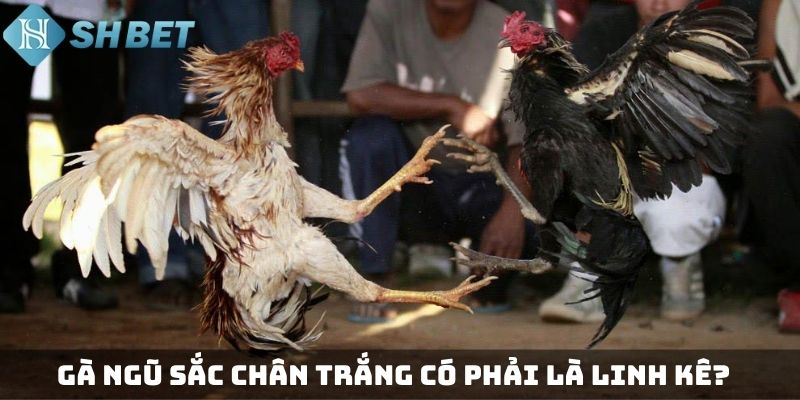 Gà ngũ sắc chân trắng có phải là linh kê?