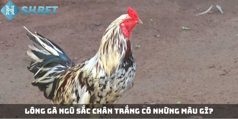 Lông gà ngũ sắc chân trắng có những màu gì?