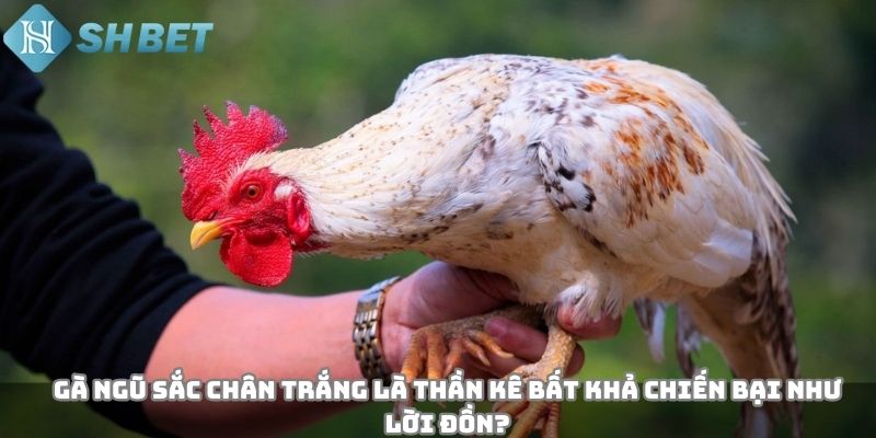Gà ngũ sắc chân trắng là thần kê bất khả chiến bại như lời đồn?