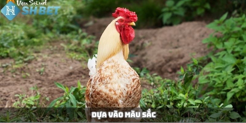 Dựa vào màu sắc
