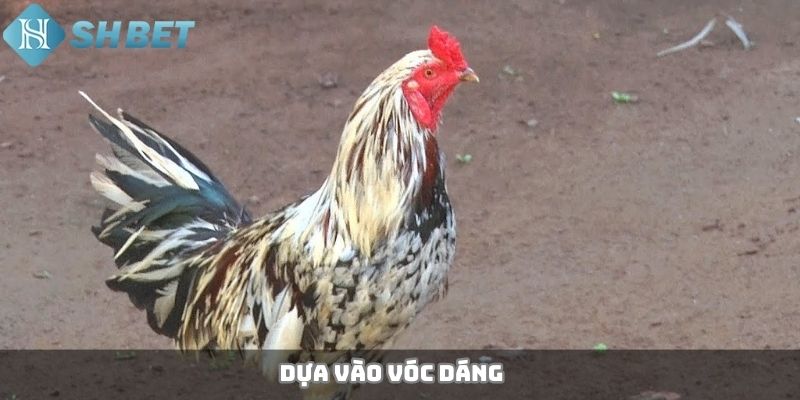 Dựa vào vóc dáng