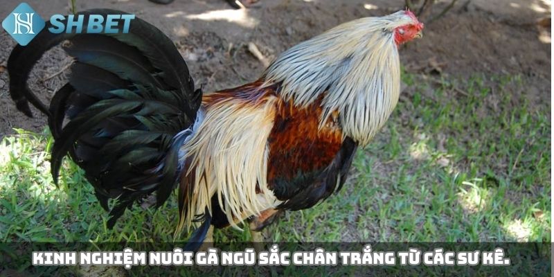 Kinh nghiệm nuôi gà ngũ sắc chân trắng từ các sư kê.