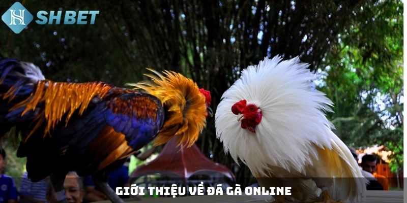 Giới thiệu về đá gà online