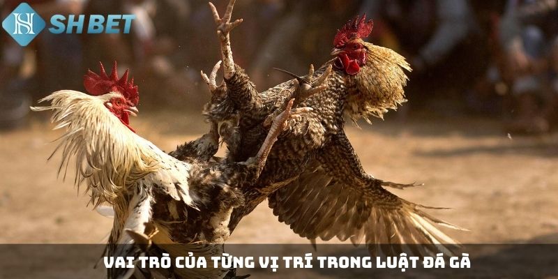 Vai trò của từng vị trí trong luật đá gà
