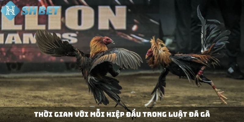 Thời gian với mỗi hiệp đấu trong luật đá gà