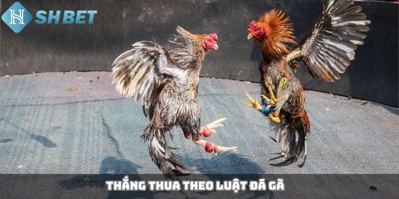 Thắng thua theo luật đá gà 