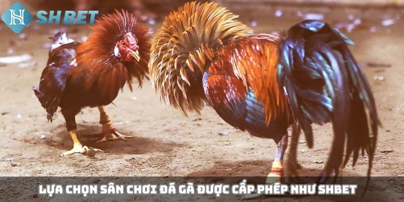 Lựa chọn sân chơi đá gà được cấp phép như SHBET