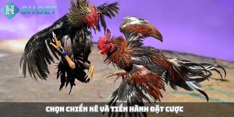 Chọn chiến kê và tiến hành đặt cược