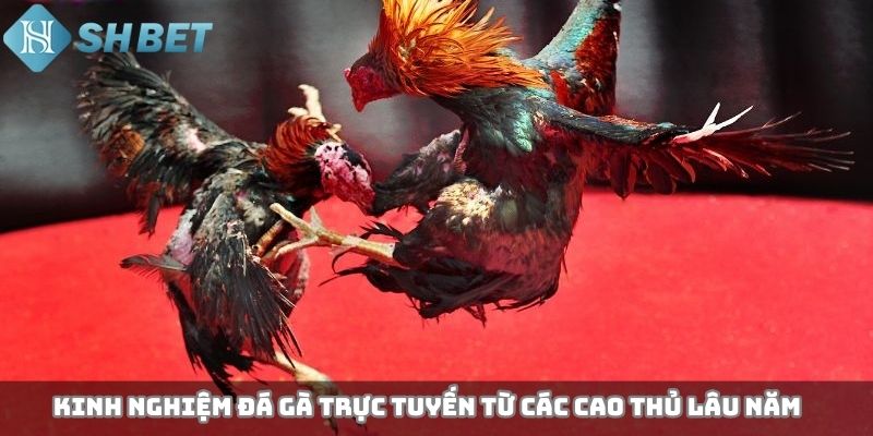 Kinh nghiệm đá gà trực tuyến từ các cao thủ lâu năm
