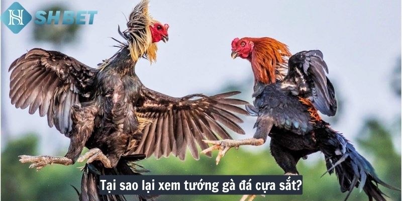 Tại sao lại xem tướng gà đá cựa sắt?