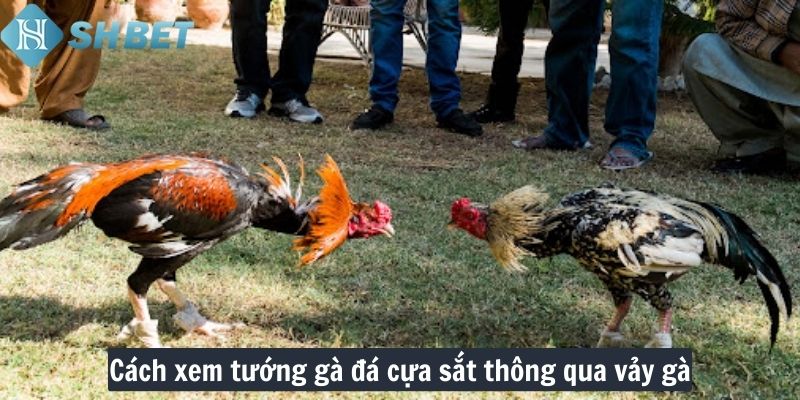 Cách xem tướng gà đá cựa sắt thông qua vảy gà