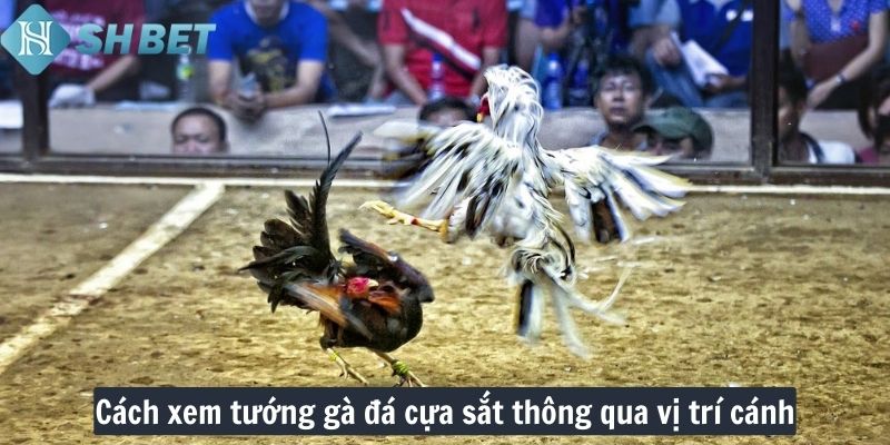 Cách xem tướng gà đá cựa sắt thông qua vị trí cánh