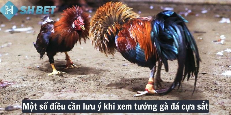 Một số điều cần lưu ý khi xem tướng gà đá cựa sắt